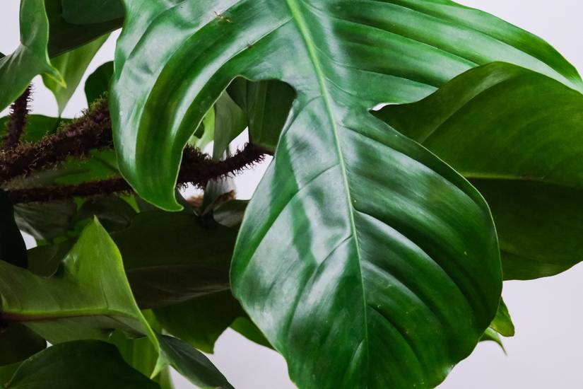 6 Houseplants To Plant With Pothos