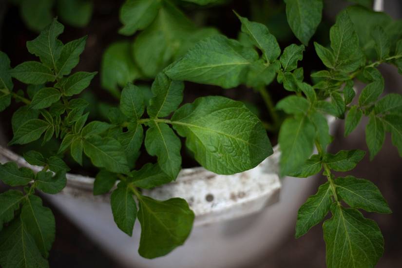 Container Potatoes Fall Back How to Save Frost Damaged Potatoes