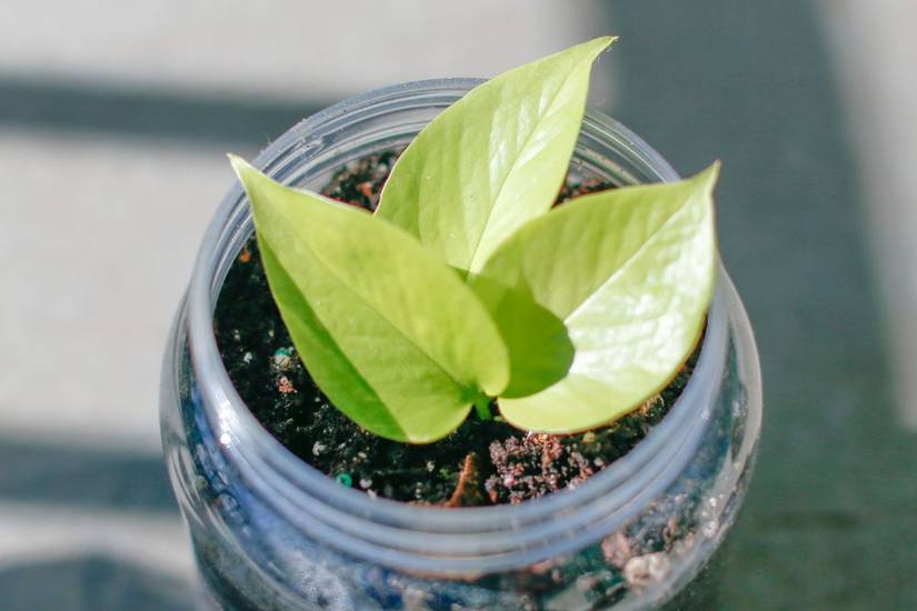 Why Your Pothos Leaves Are Turning Yellow