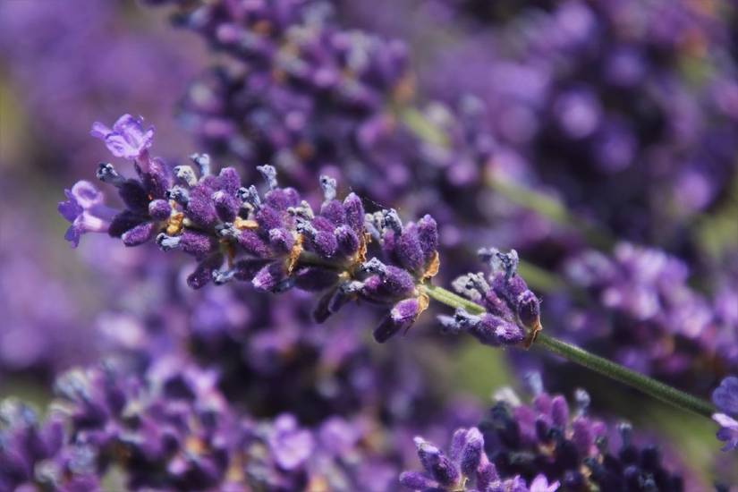8 Stunning Lavender Varieties To Grow in Your Garden