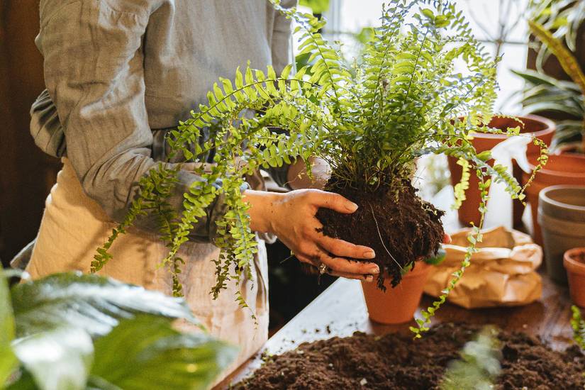 2 Ways To Propagate Ferns