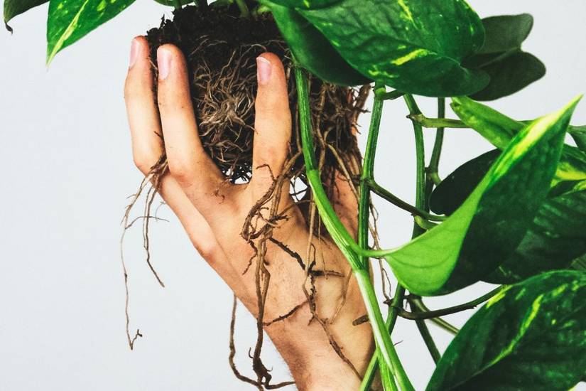 Why Your Pothos Leaves Are Turning Yellow