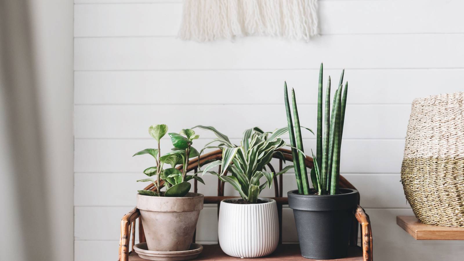 cat palm trees Buy the Cat Palm, Live Tropical Plant Indoor – Eureka Farms main image 0