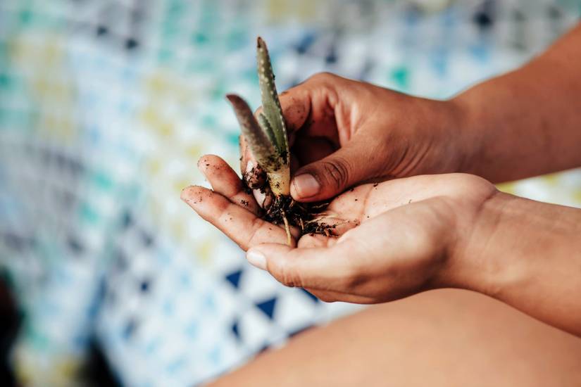 bonsai glas DIY Terrarium Kit - Create your own mini Ecosystem