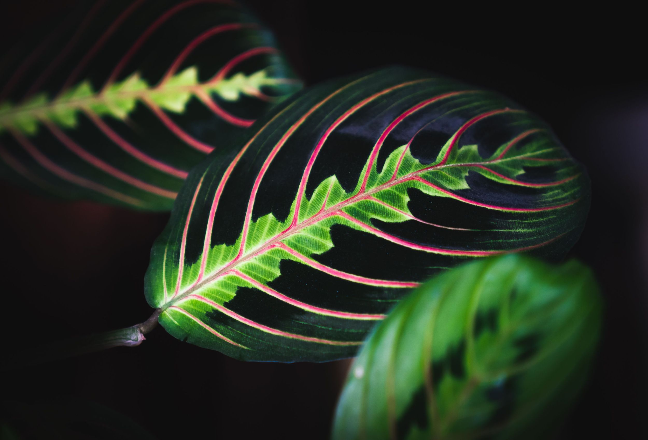 Why Prayer Plants Close At Night