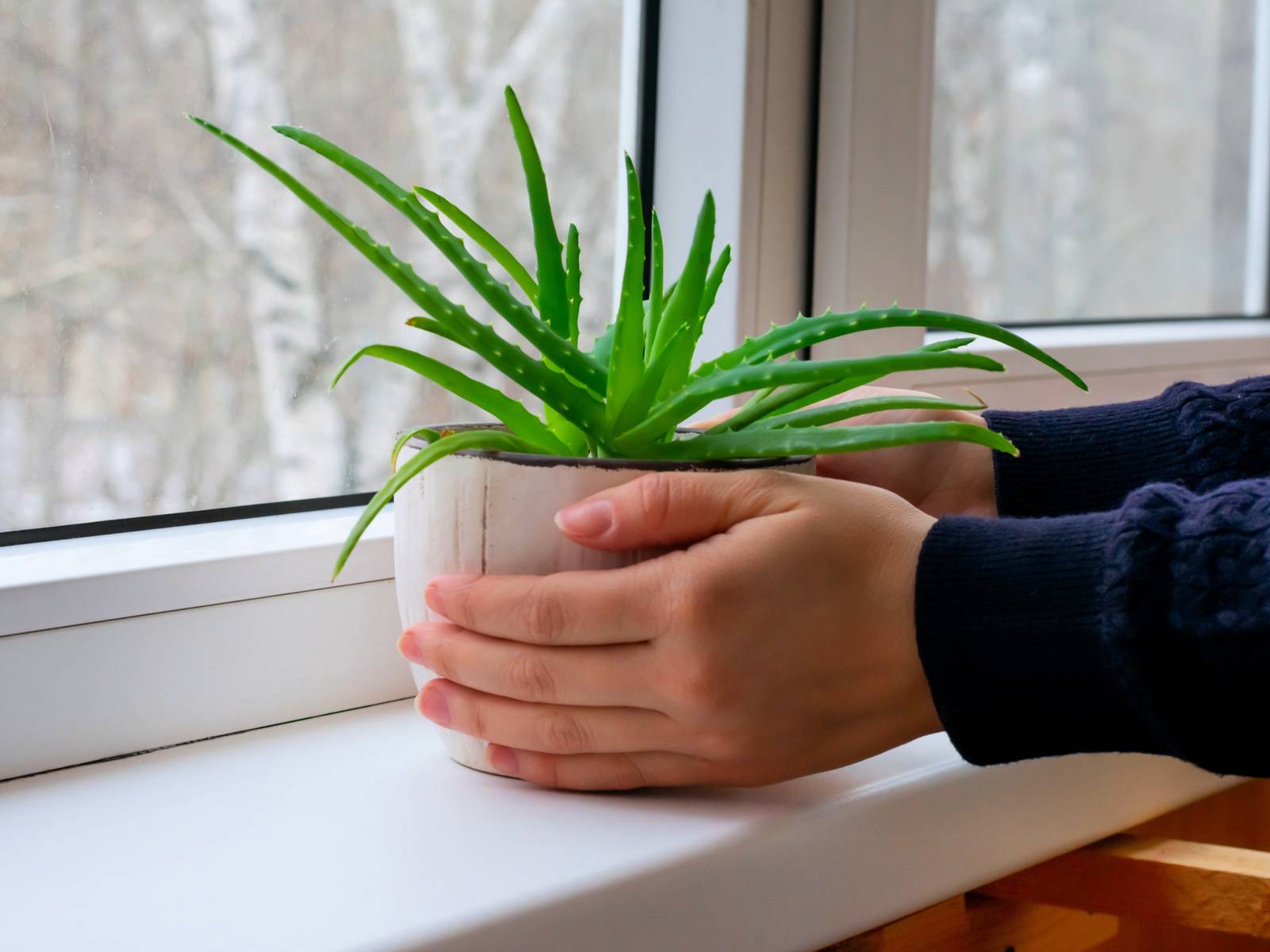 5 Benefits of Growing Aloe Vera in Your Home