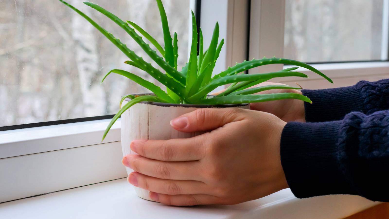 5 Benefits of Growing Aloe Vera in Your Home, image size:1600x900