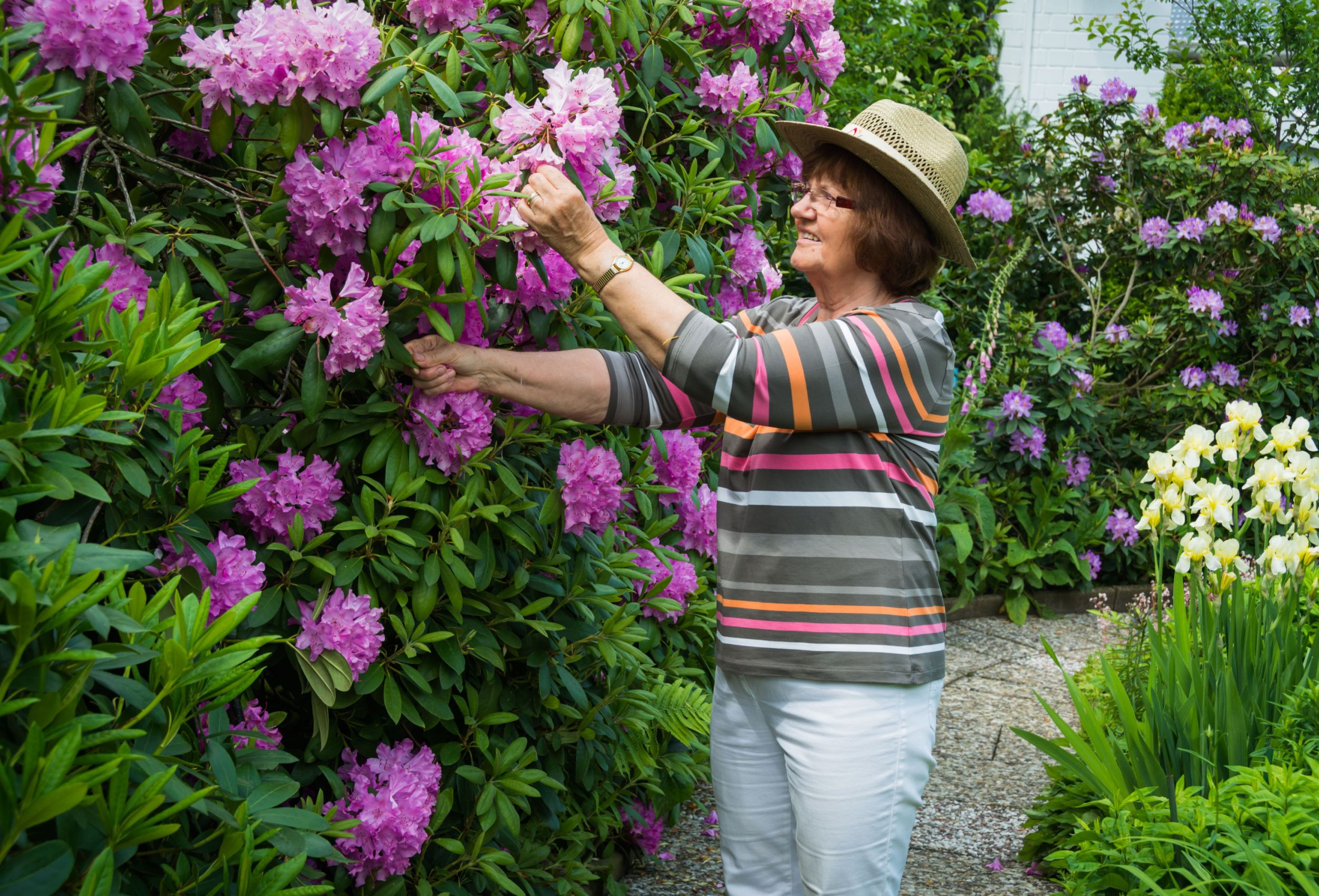 When To Prune Rhododendrons