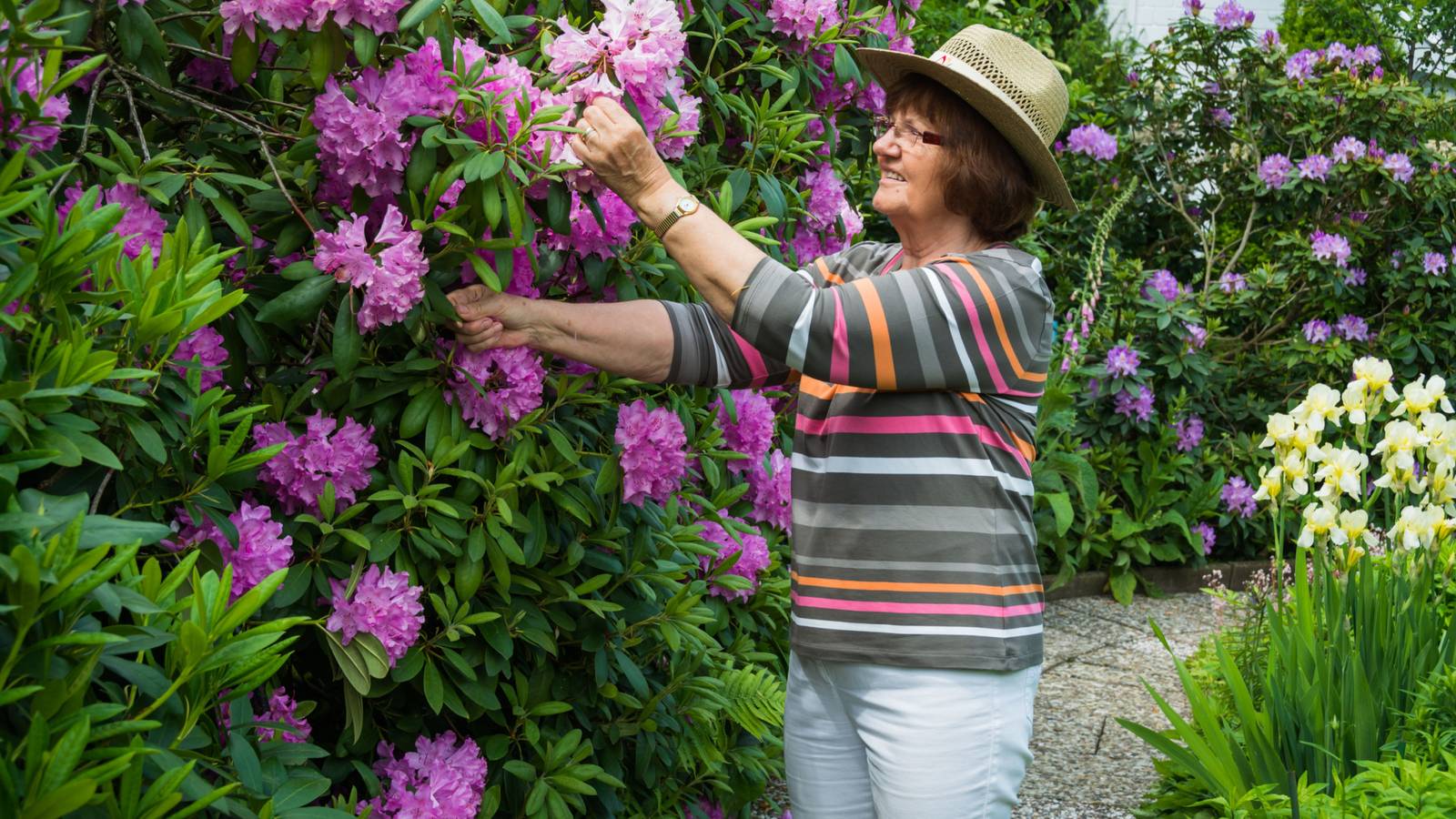 When To Prune Rhododendrons