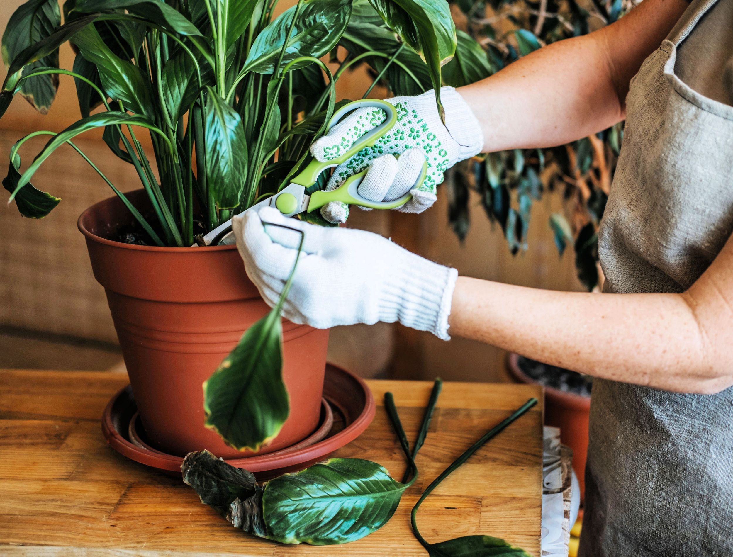Why Your Peace Lily is Drooping