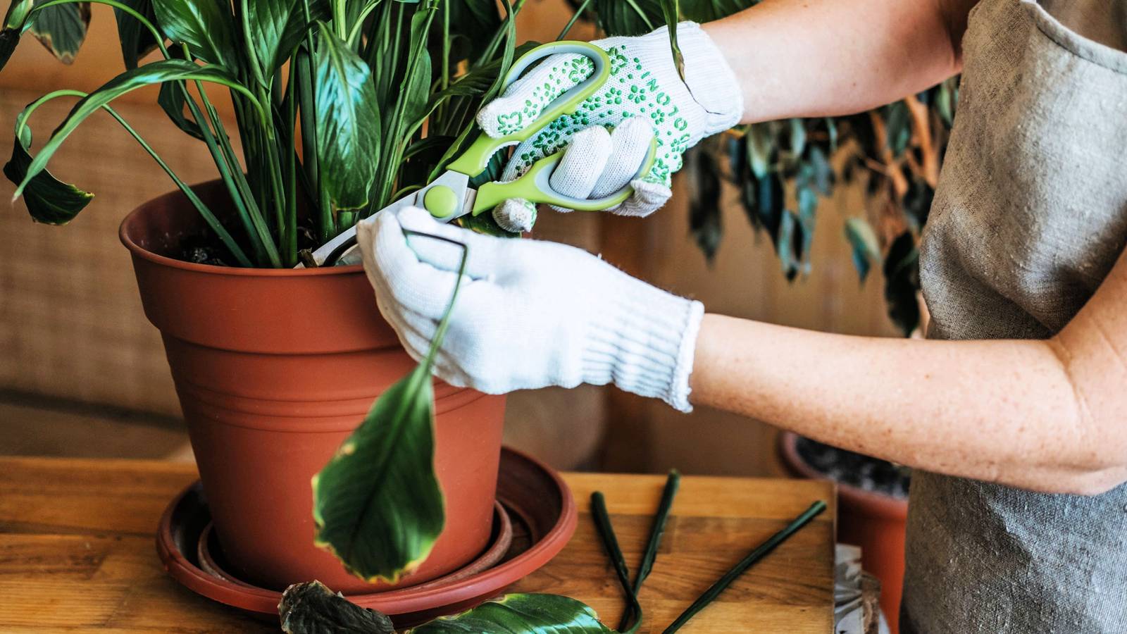 snake plant decor Snake Plant, Variety of Laurentii, Beautiful Foliage, Low Maintenance,   Wonderland Flora