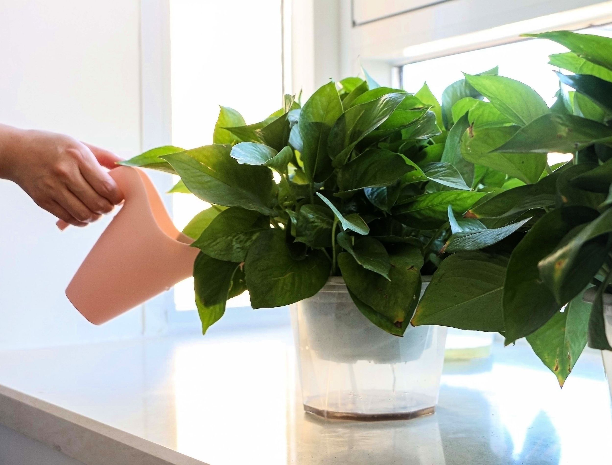 9 Signs of Overwatering Your Pothos