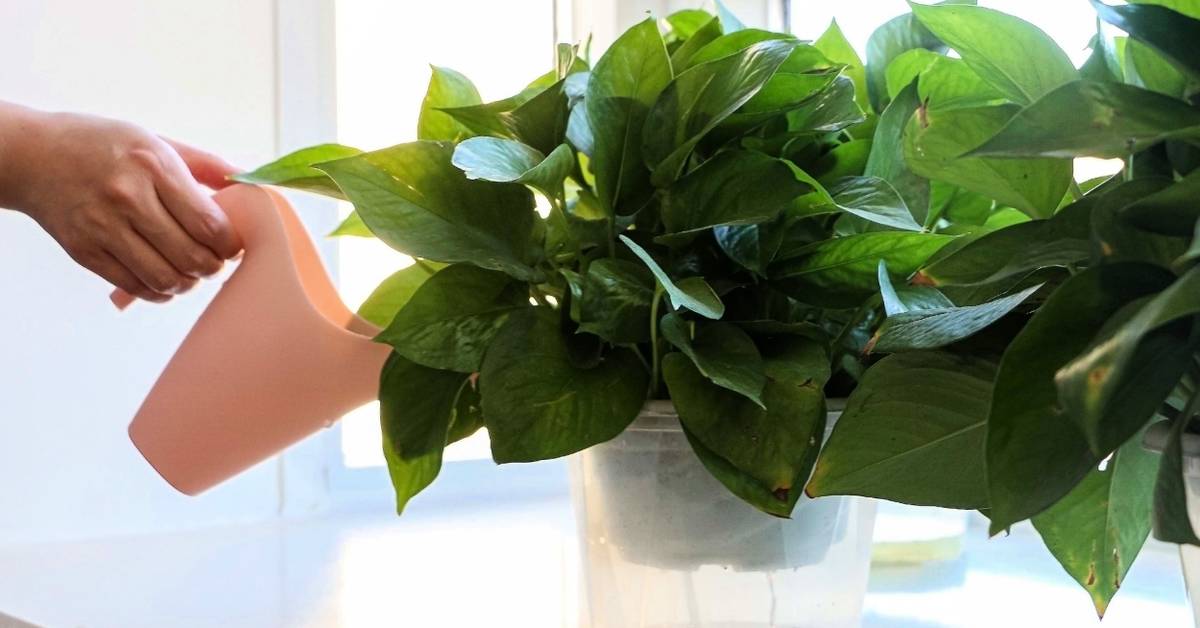 pothos cebu blue Epipremnum 'Cebu Blue' Pothos main image 0