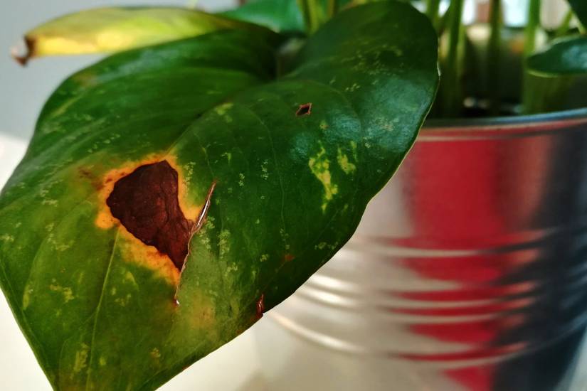 9 Signs of Overwatering Your Pothos