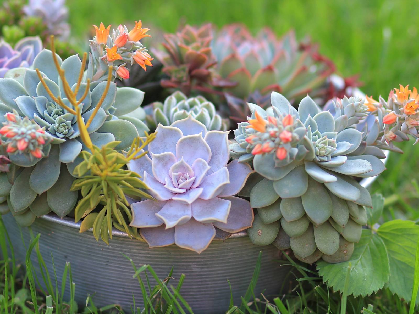4 Best Succulents to Grow Outdoors