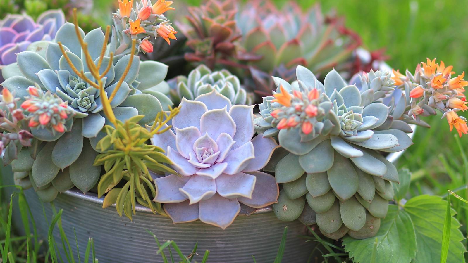 succulent wax warmer Succulent Bowl Warmer  ScentSationals