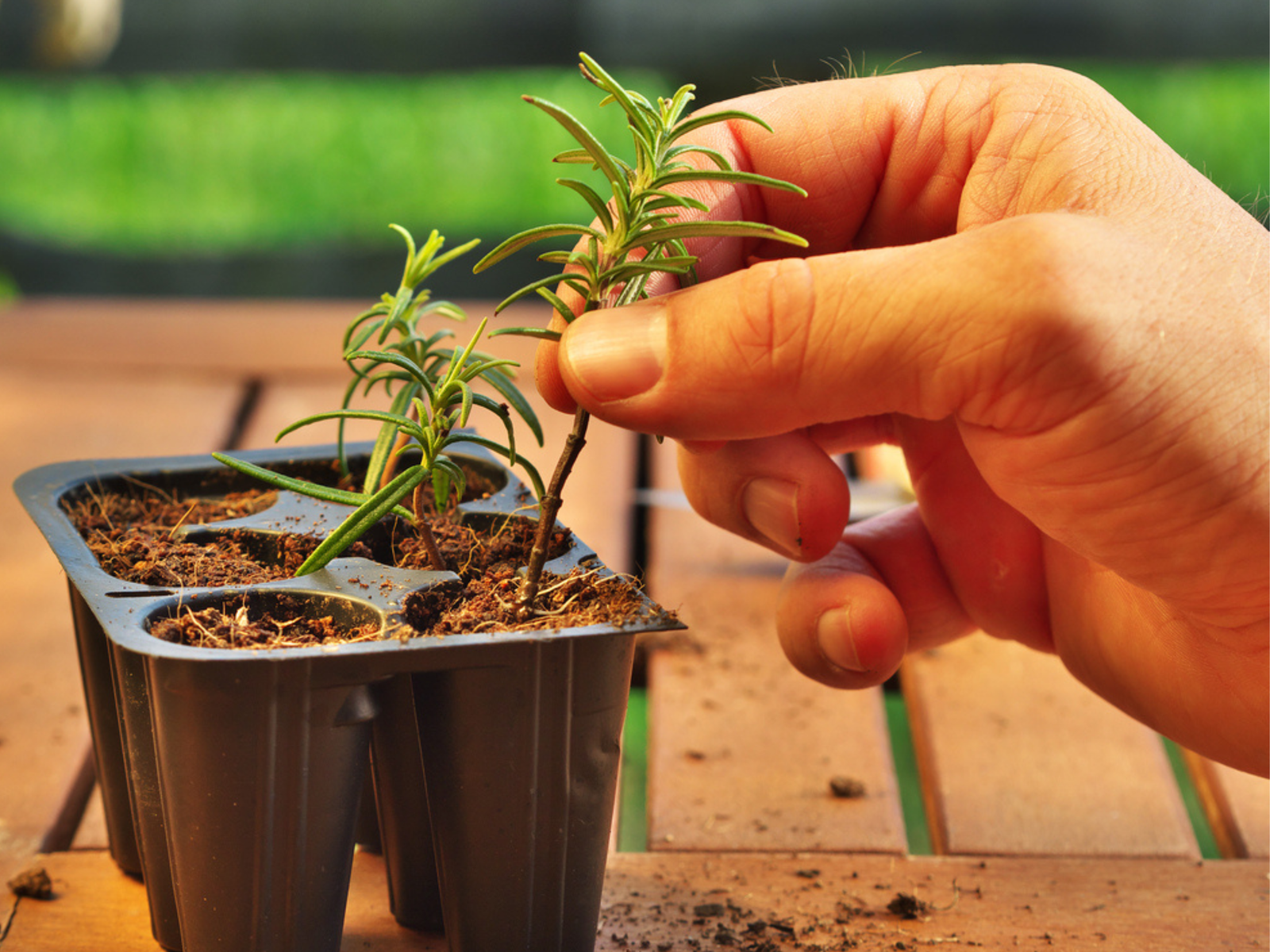 How To Grow Rosemary From Cuttings