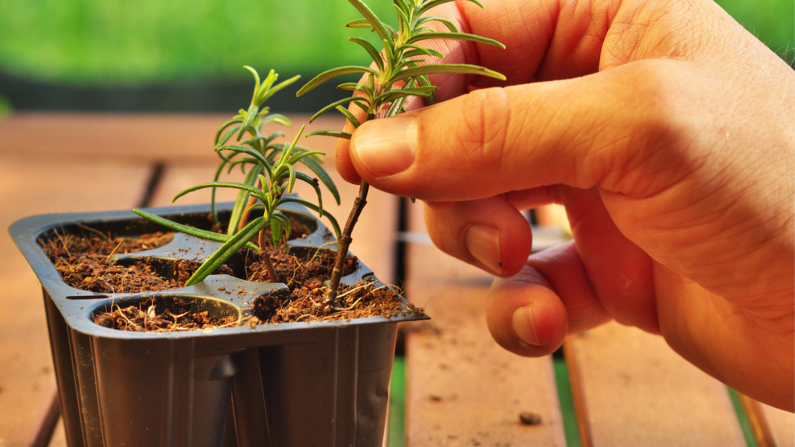 How To Grow Rosemary From Cuttings
