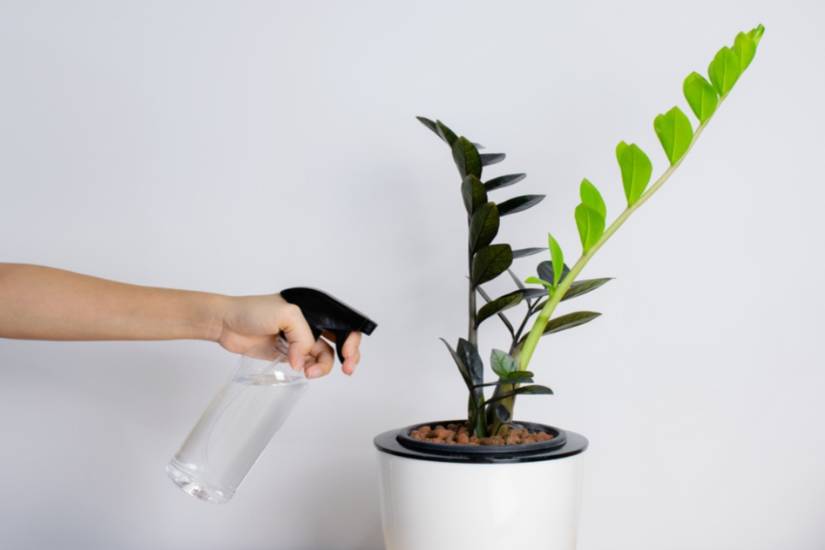 5 Reasons Your ZZ Plant Leaves Are Turning Yellow