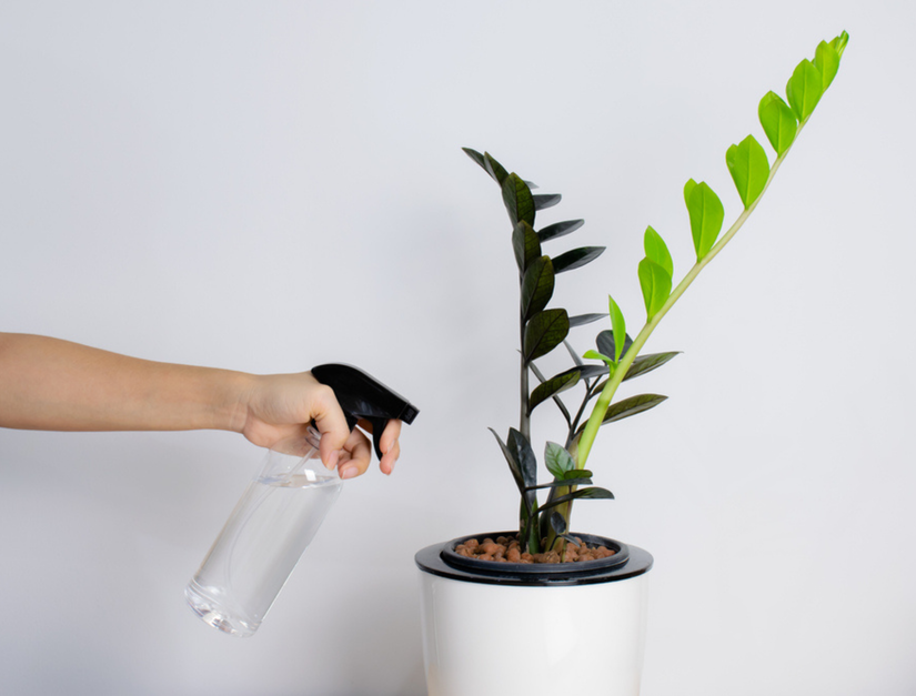 5 Benefits of Having a ZZ Plant in Your Home