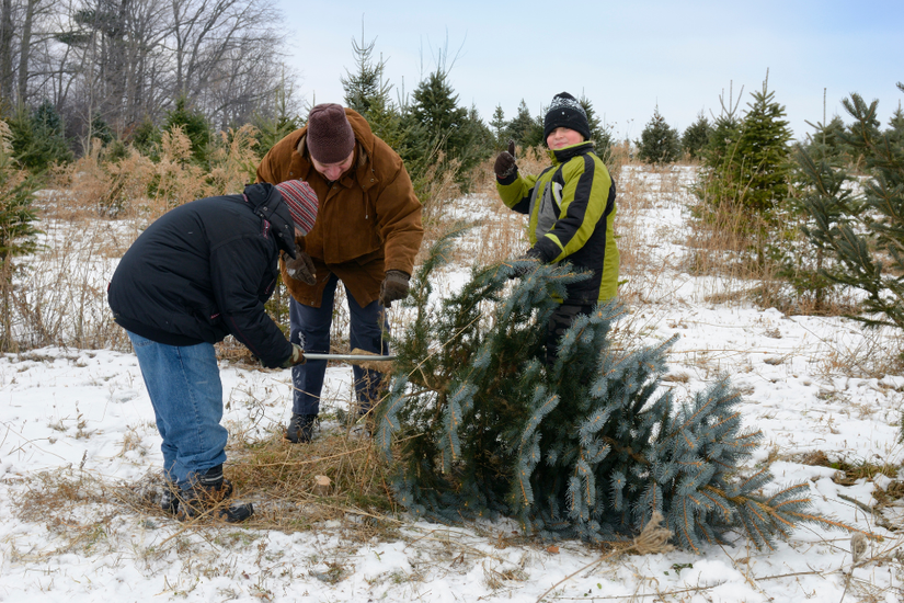 How To Revive a Dying Potted Christmas Tree