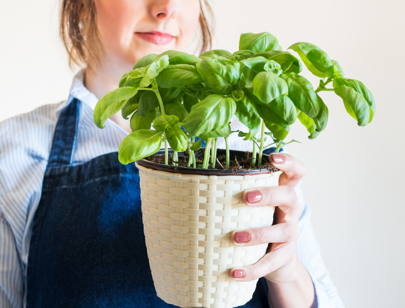How To Grow Basil From Seed