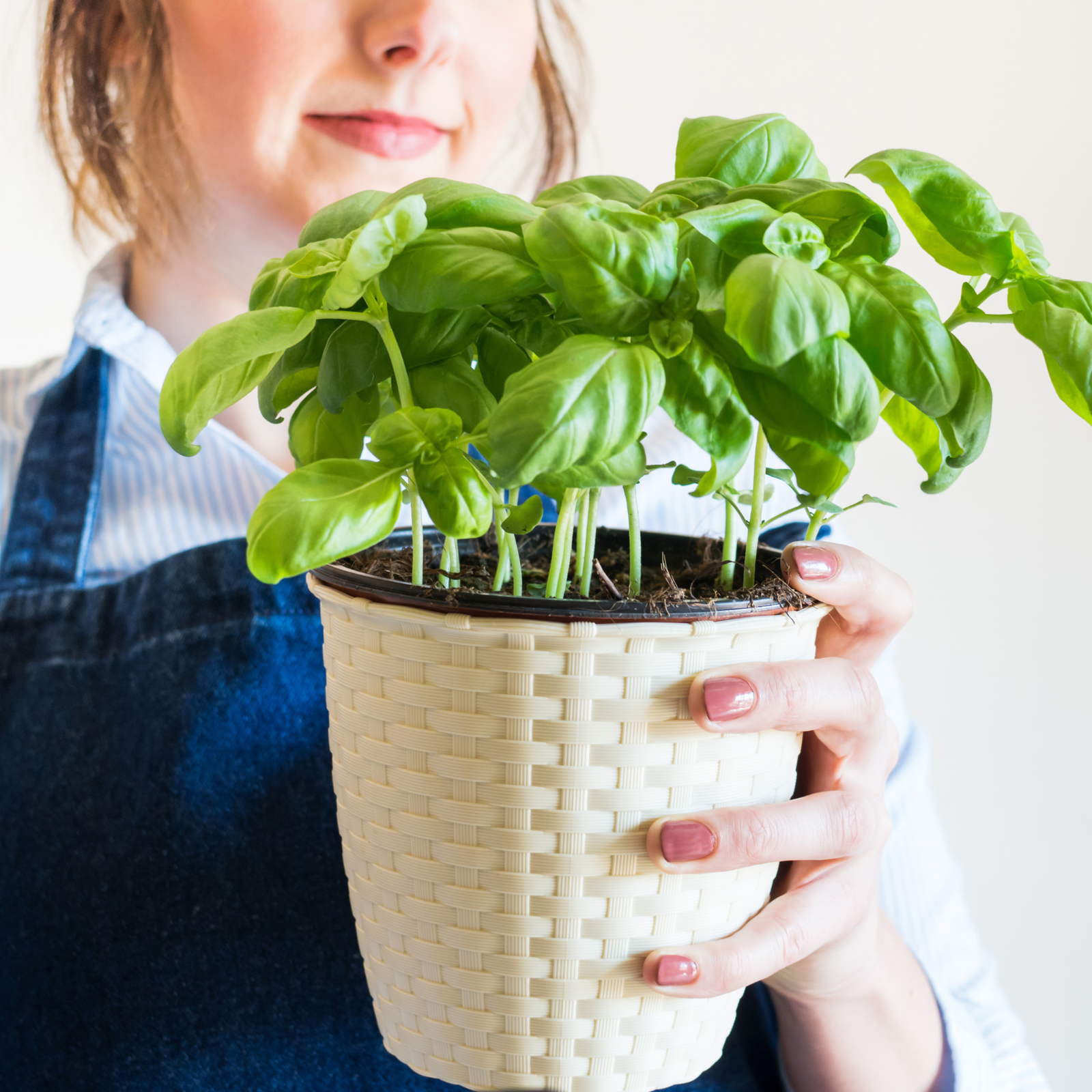 5 Benefits of Growing Basil in Your Home