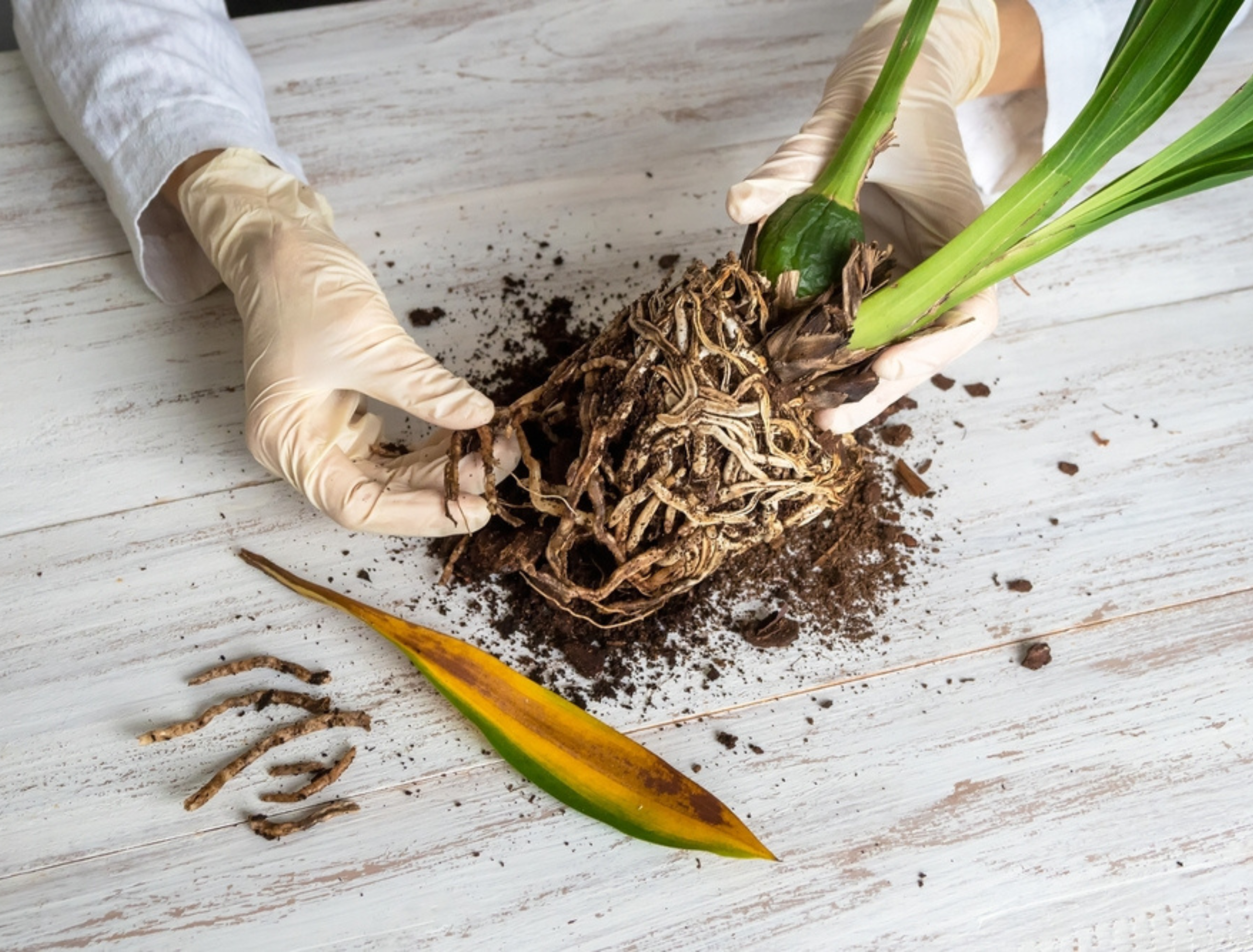 How To Identify and Prevent Root Rot