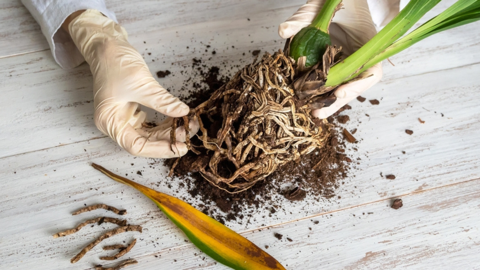 Planting Lily of the Valley: Tips for a Fragrant Indoor Garden, image size:1600x900