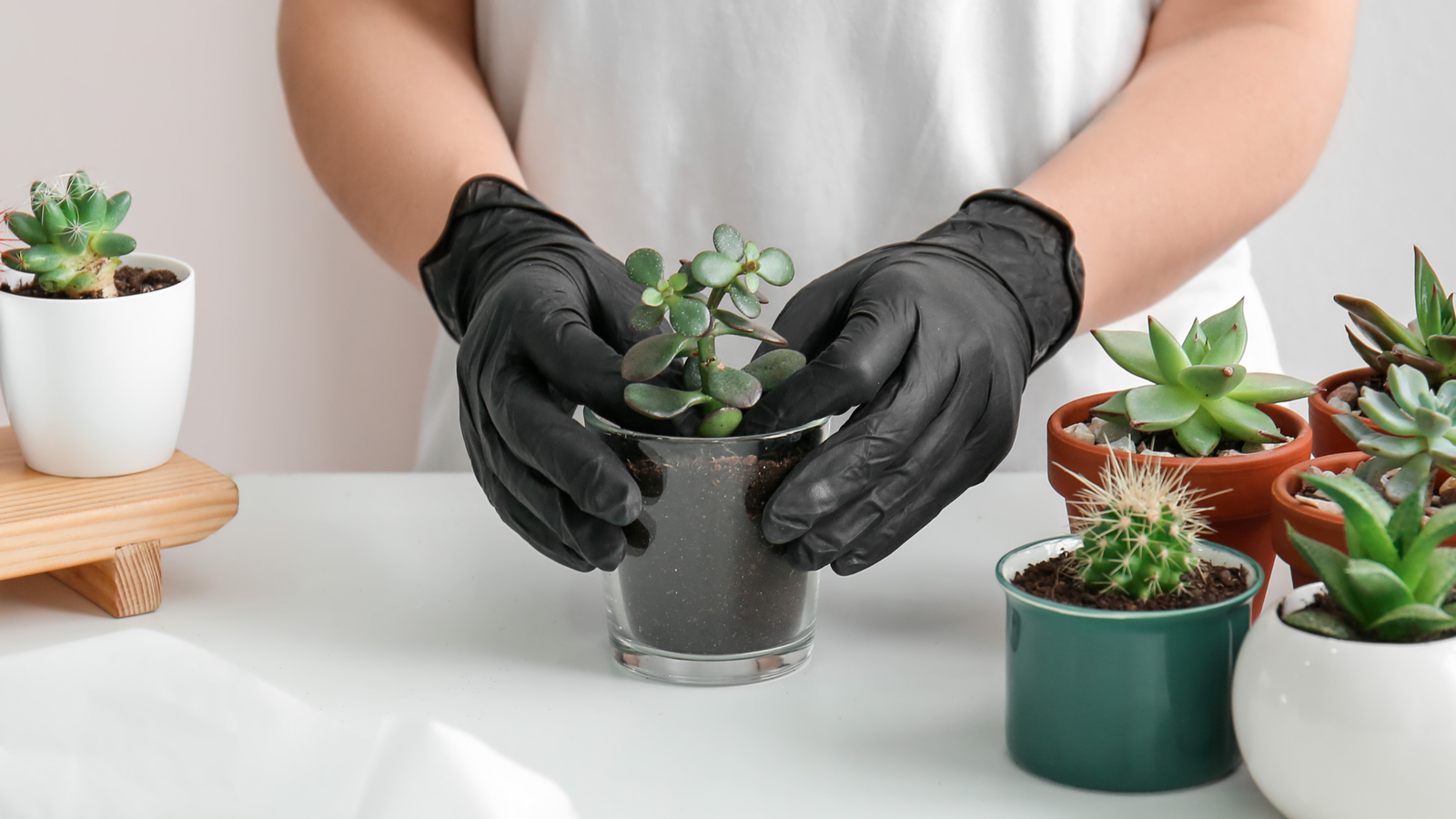 6 Benefits of Growing Succulents in Your Home