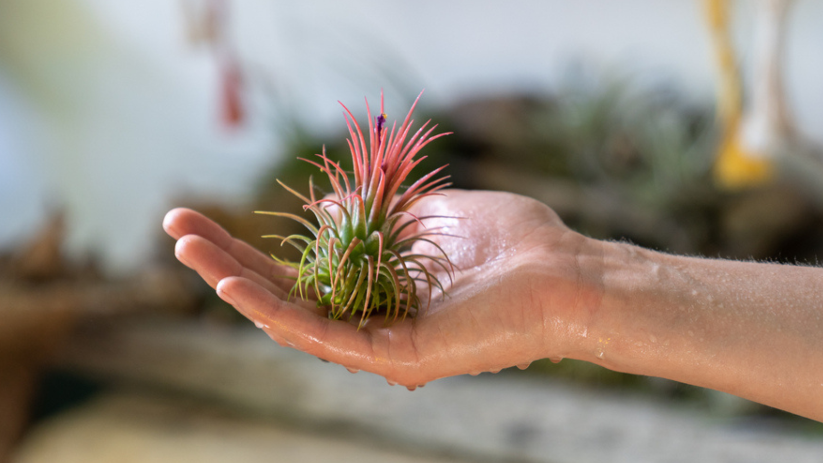 How To Properly Water Your Air Plants