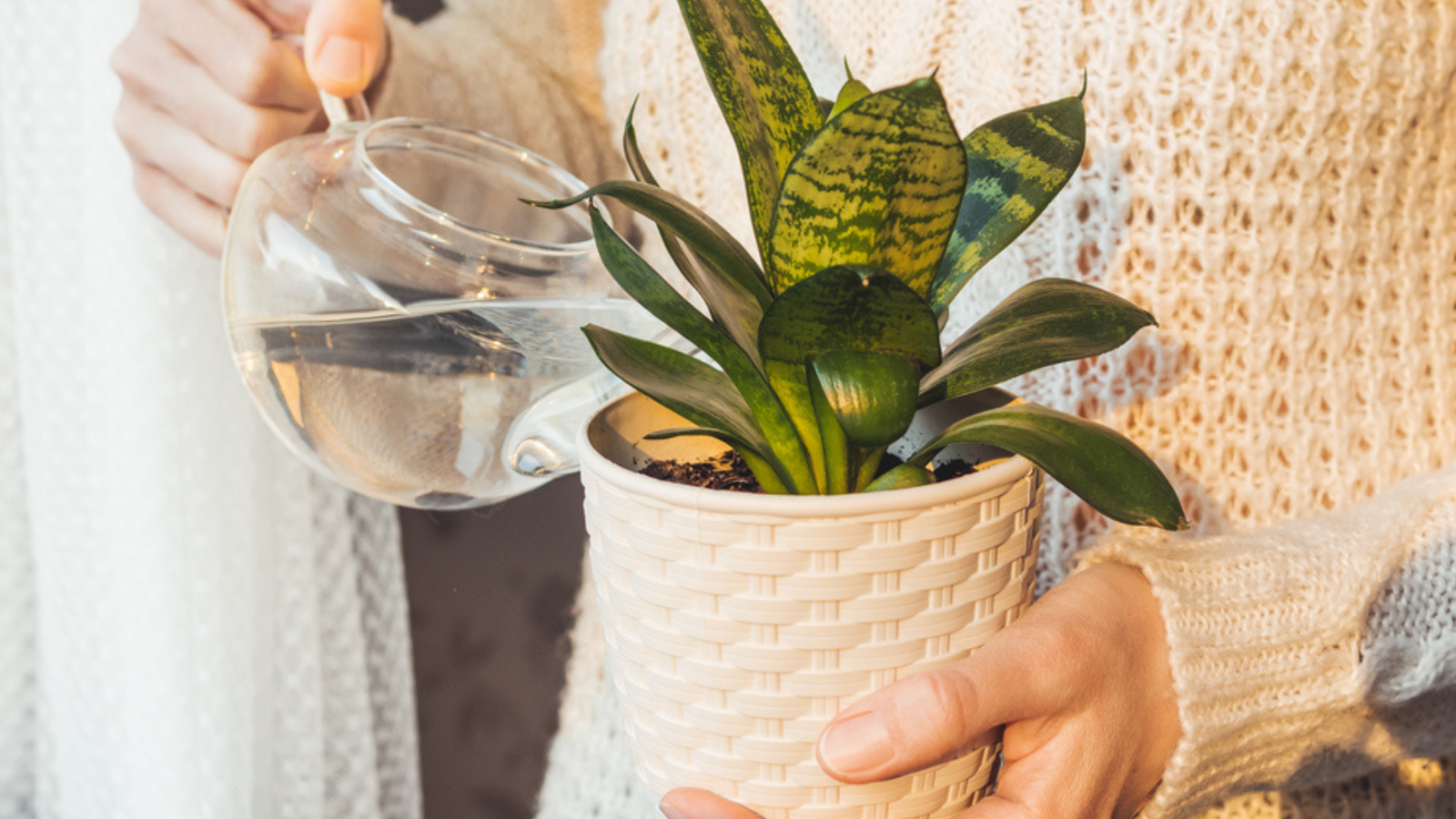 How Often Should You Water Your Dracaena Plant