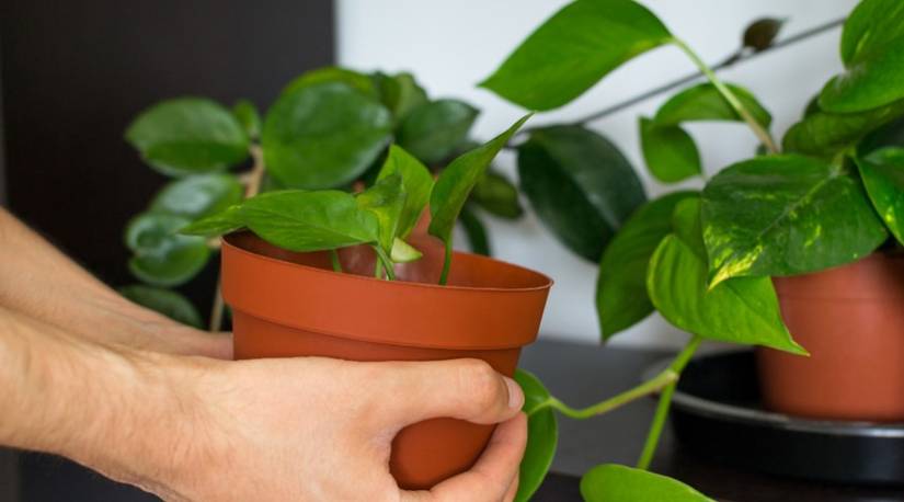 9 Signs of Overwatering Your Pothos