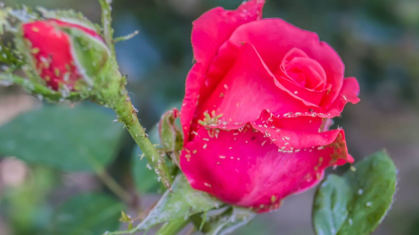 Acnid Roses 6 Tips to Get Rid of Aphids on Rose Bushes