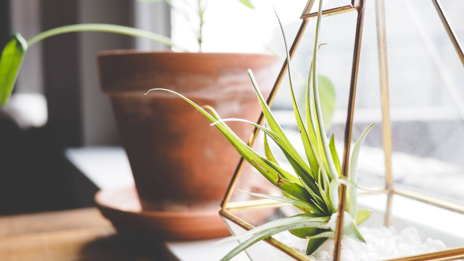 8 Benefits of Air Plants in Your Home
