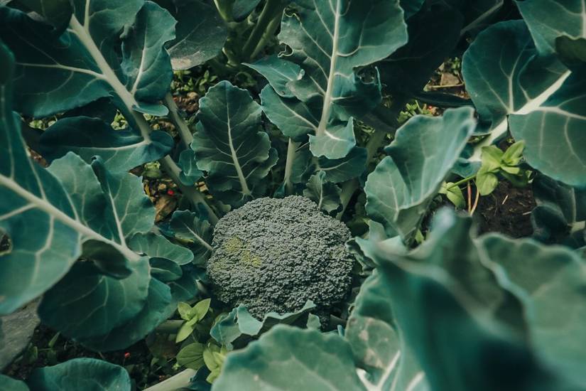 7 Best Vegetables to Plant in Early Spring