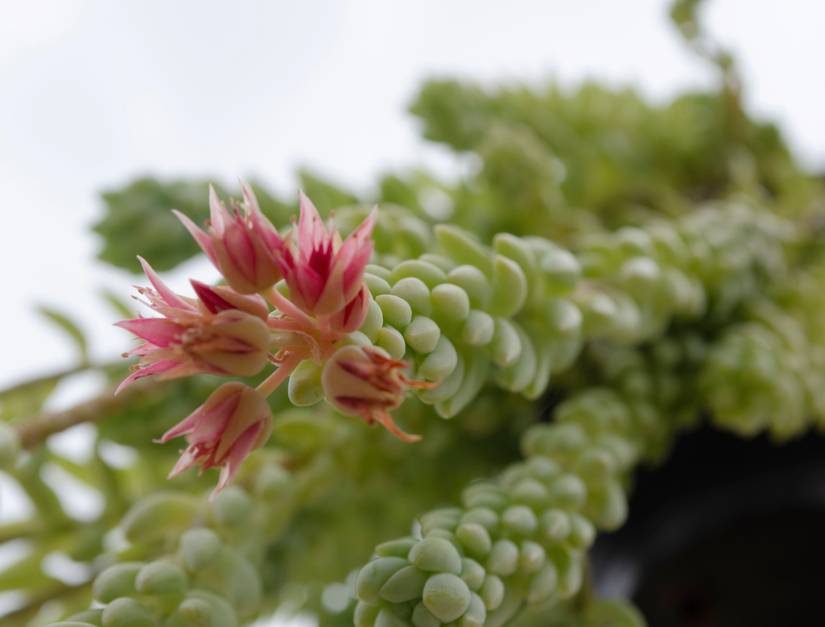 6 of the Most Beautiful Flowering Succulents