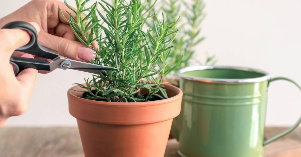 12 Tips For Caring For Your Rosemary Indoors and Out