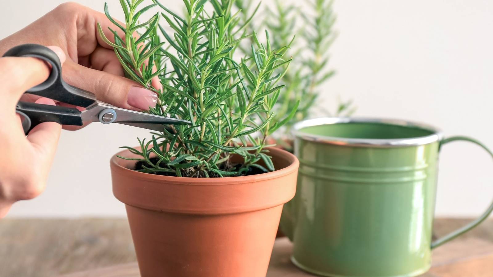 12 Tips For Caring For Your Rosemary Indoors and Out