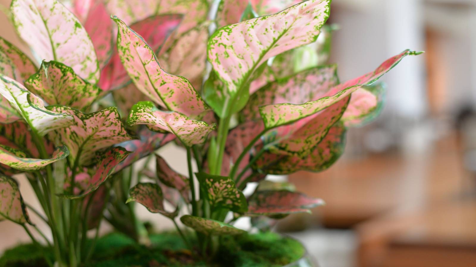 5 Plants That Naturally Increase Indoor Humidity
