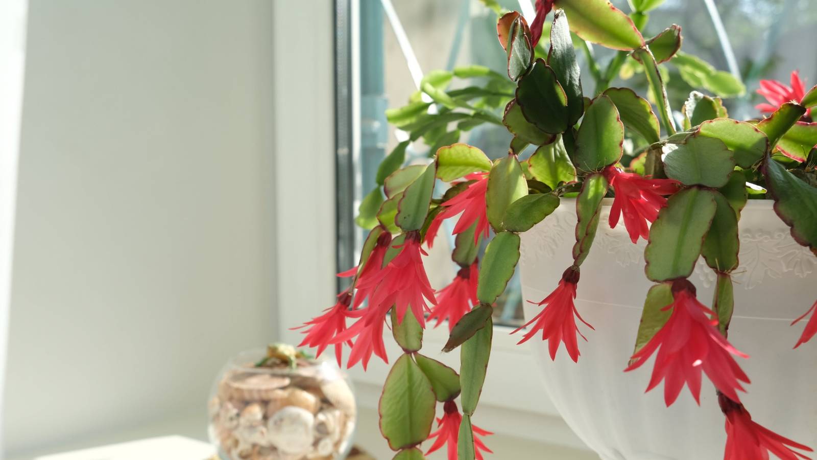 How to Get Your Christmas Cactus to Bloom