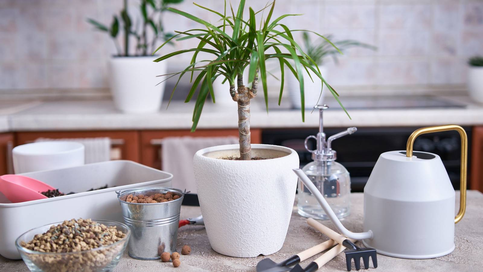 dracaena warneckii lemon lime plant American Plant Exchange Lemon Lime Dracaena Live Plant in 10" Pot, Easy Care, Air Purifying
