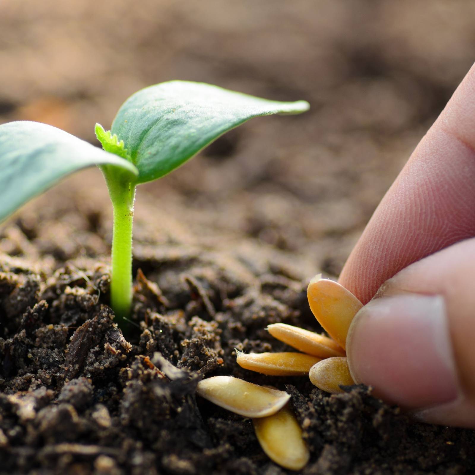 Which Seeds Sprout and Grow the Quickest?