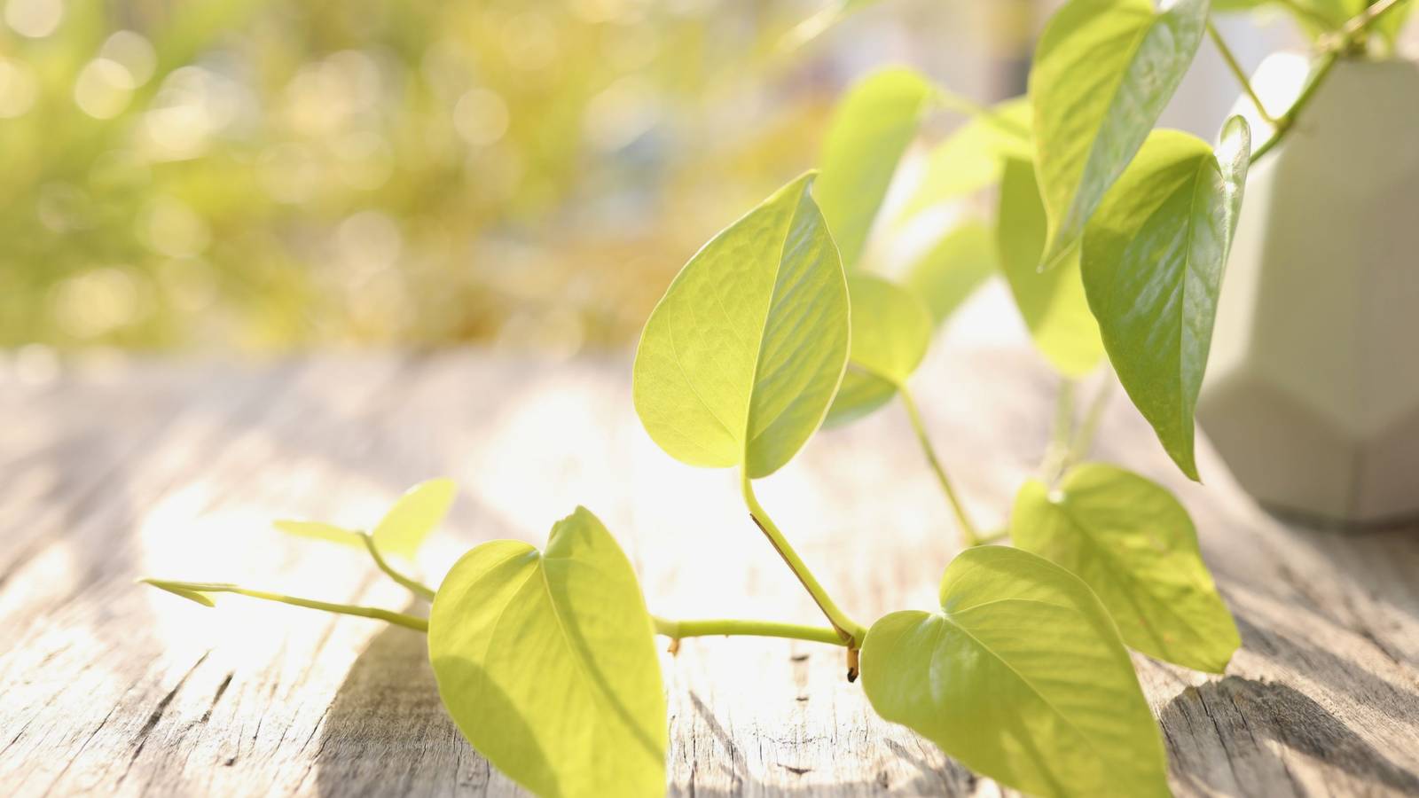 Why Your Pothos Leaves Are Turning Yellow