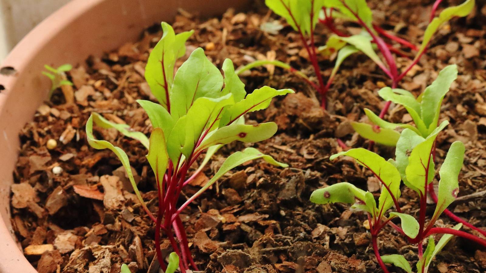6 Root Vegetables You Can Grow in Containers