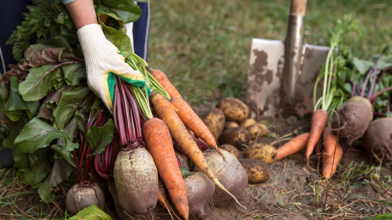 Rootable Vegetables How To Grow Root Vegetables in Your Garden