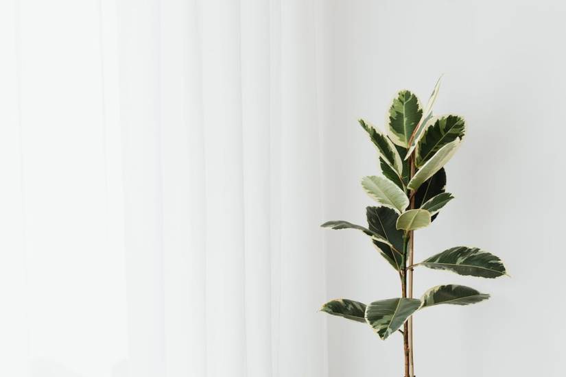6 Best Rubber Tree Varieties To Grow Indoors or Out