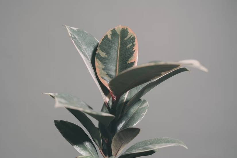 pothos trimmings Pothos Cuttings (2)- Lush Green Vining Plant