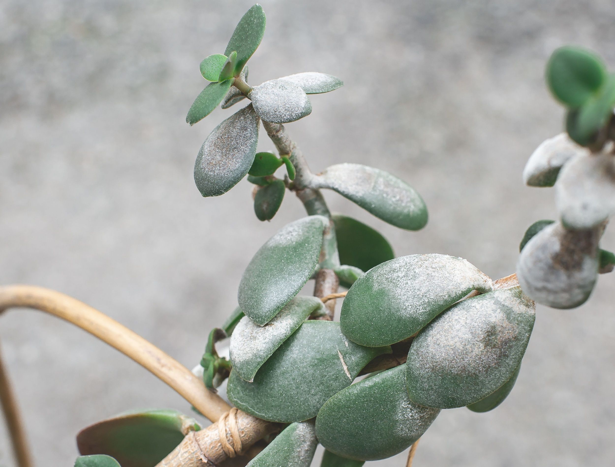 Why There Are White Spots On Your Jade Plant