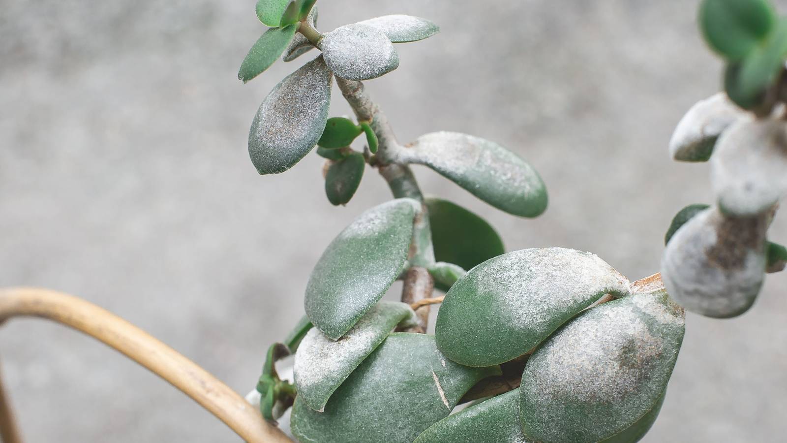 Why There Are White Spots On Your Jade Plant